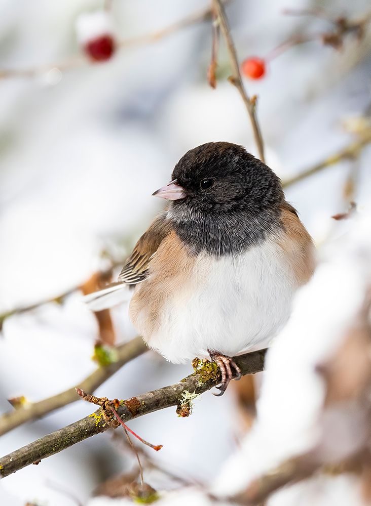USA- Washington State- Sammamish. Junco on snow covered Crabapple tree